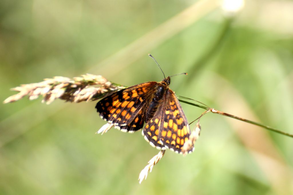 Melitaea athalia? S